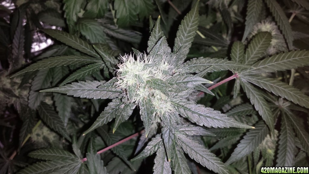 White Russian in DWC.