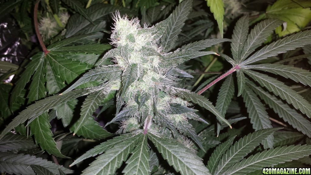 White Russian in DWC.