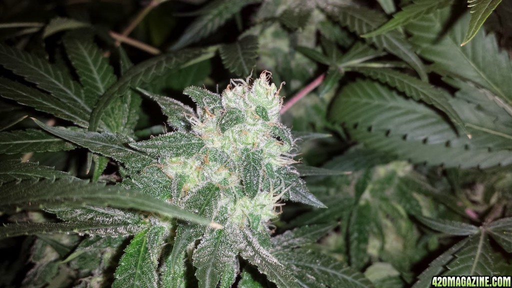 White Russian in DWC.