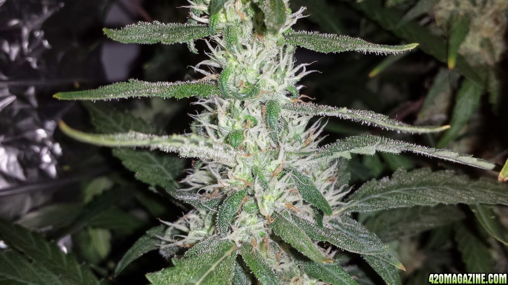 White Russian in DWC.