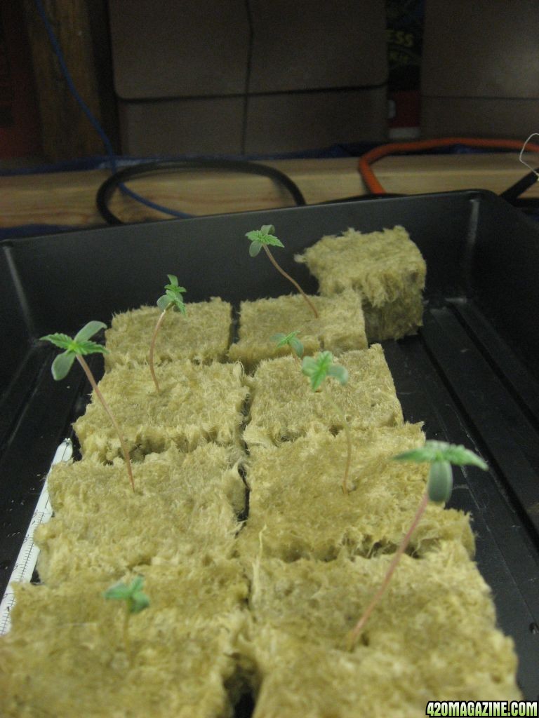 White Russian Seedlings