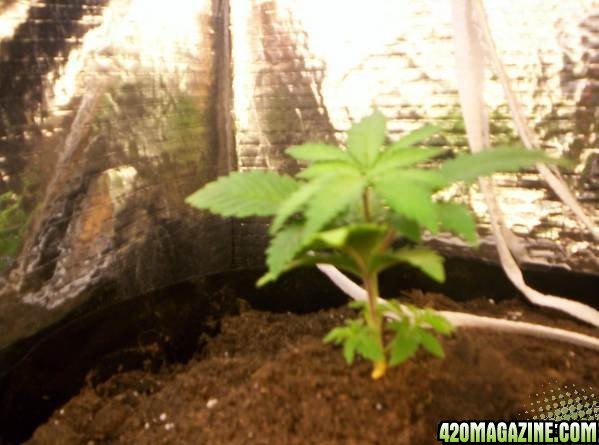 white skunk clones