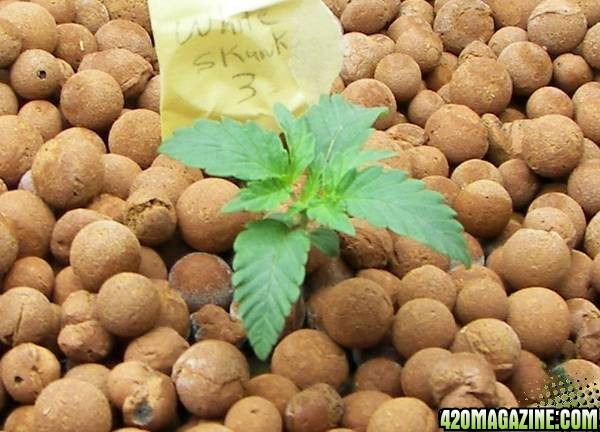 white skunk seedlings