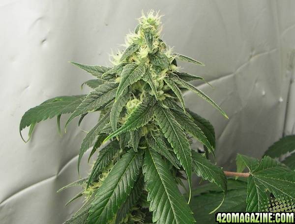 white skunk