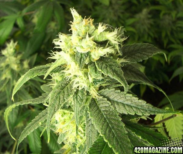 white skunk