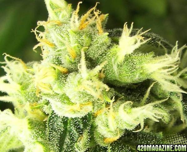 white skunk