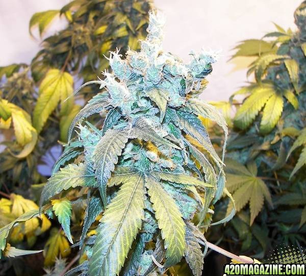 white skunk