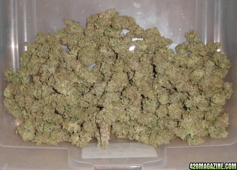 white skunk