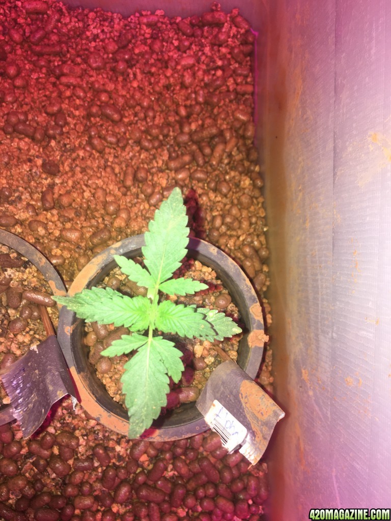 White spots, Six shooter, 10 day old