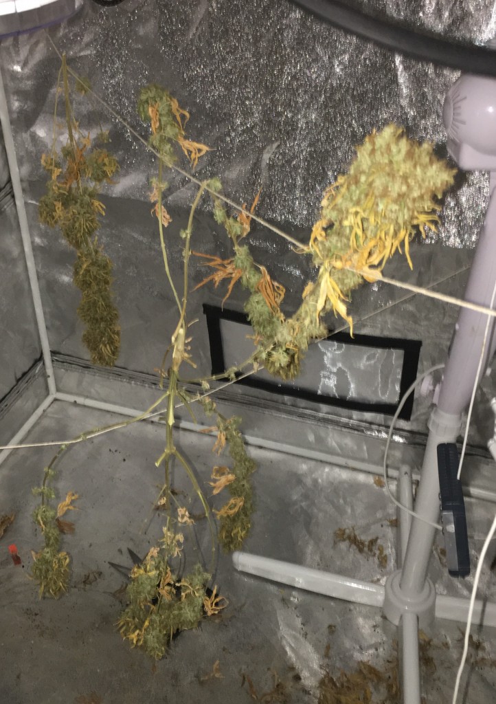 White Strawberry Skunk remaining harvest to trim