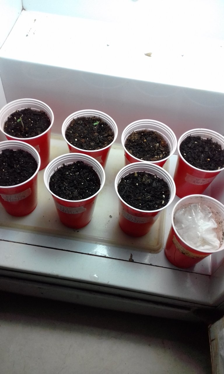 White widdow seedlings 1.jpg