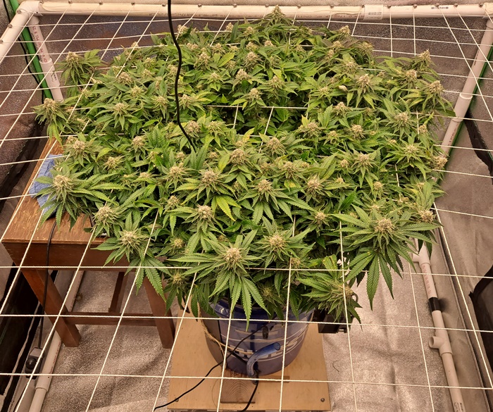 White Widow 01-08.jpg