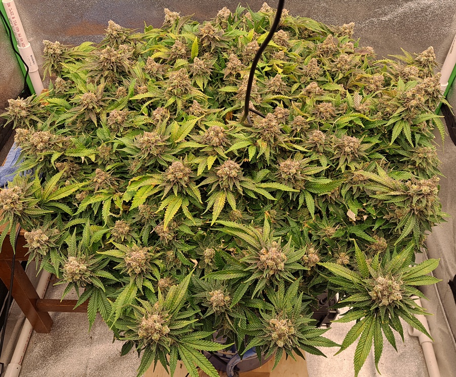 White Widow 02-04.jpg