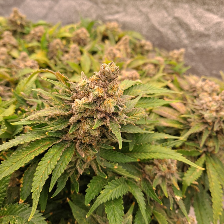 White Widow 02-04c.jpg