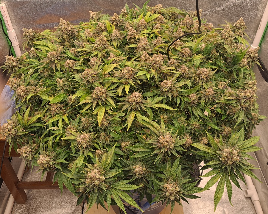 White Widow 02-07.jpg