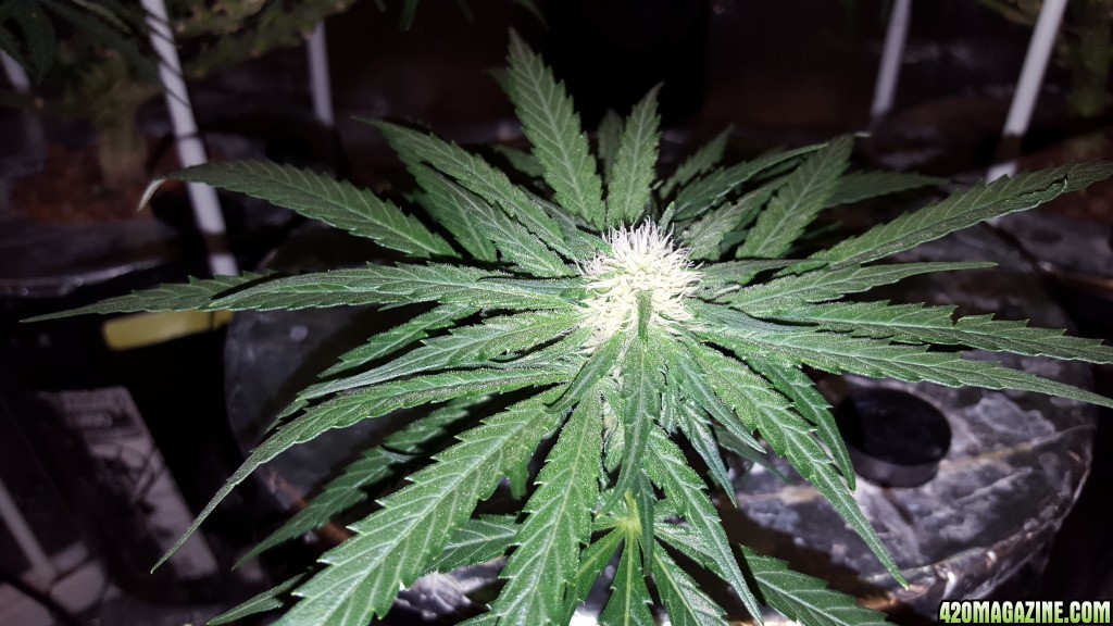 White Widow 1 clone