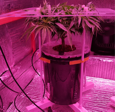 White Widow 1 in portable and adjustable ScrOG early veg