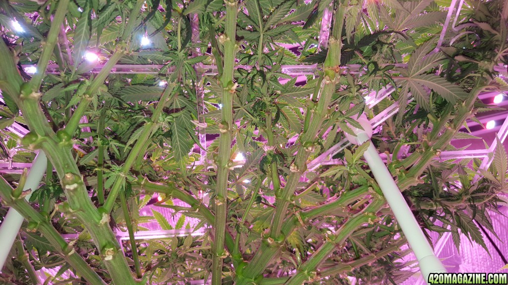 White Widow 1 in portable and adjustable ScrOG