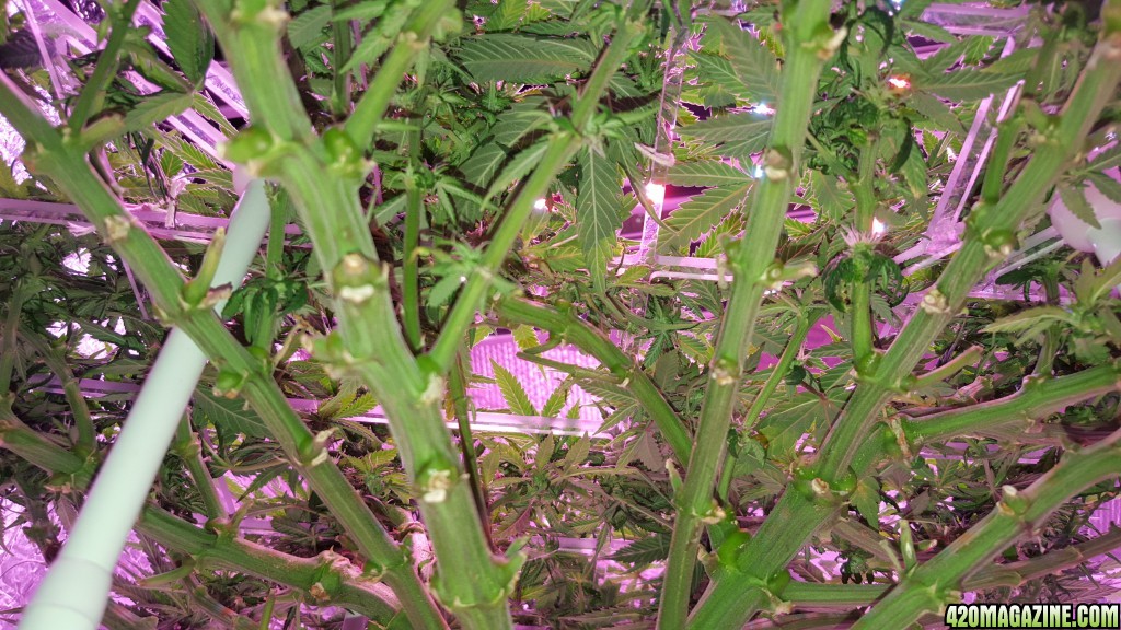 White Widow 1 in portable and adjustable ScrOG