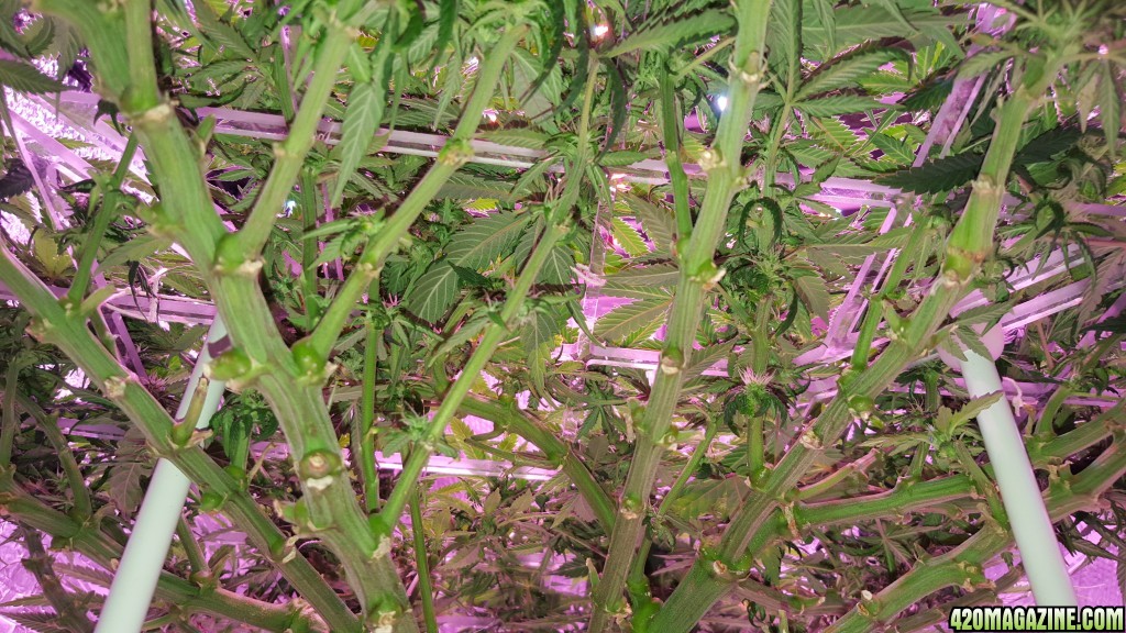 White Widow 1 in portable and adjustable ScrOG