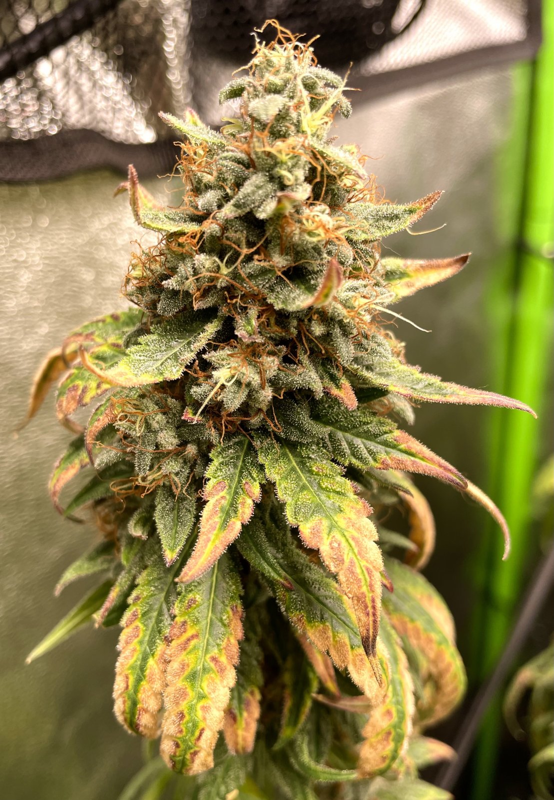 White Widow 1.jpg