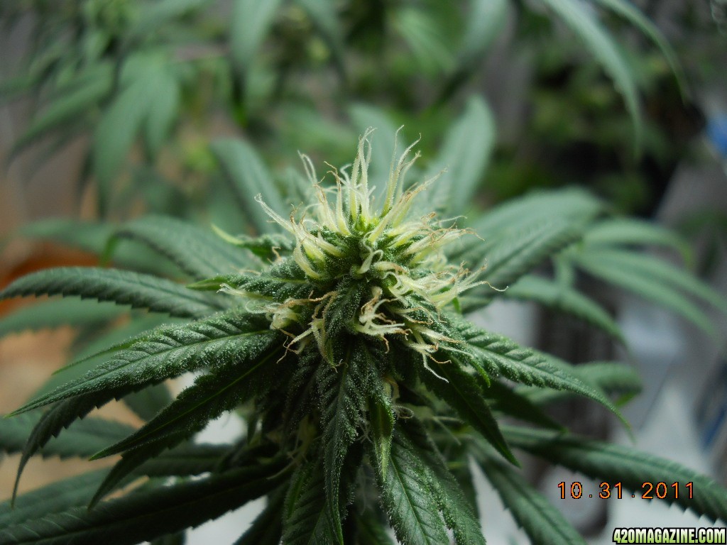 White Widow 10-31-11