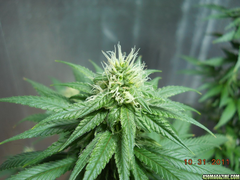 White Widow 10-31-11