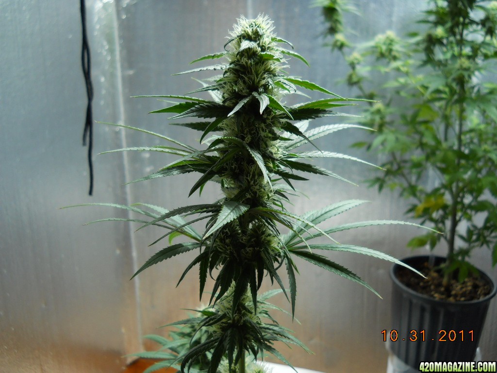 White Widow 10-31-11