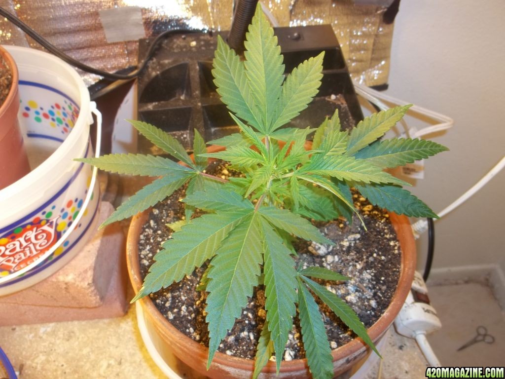 White Widow 13 days