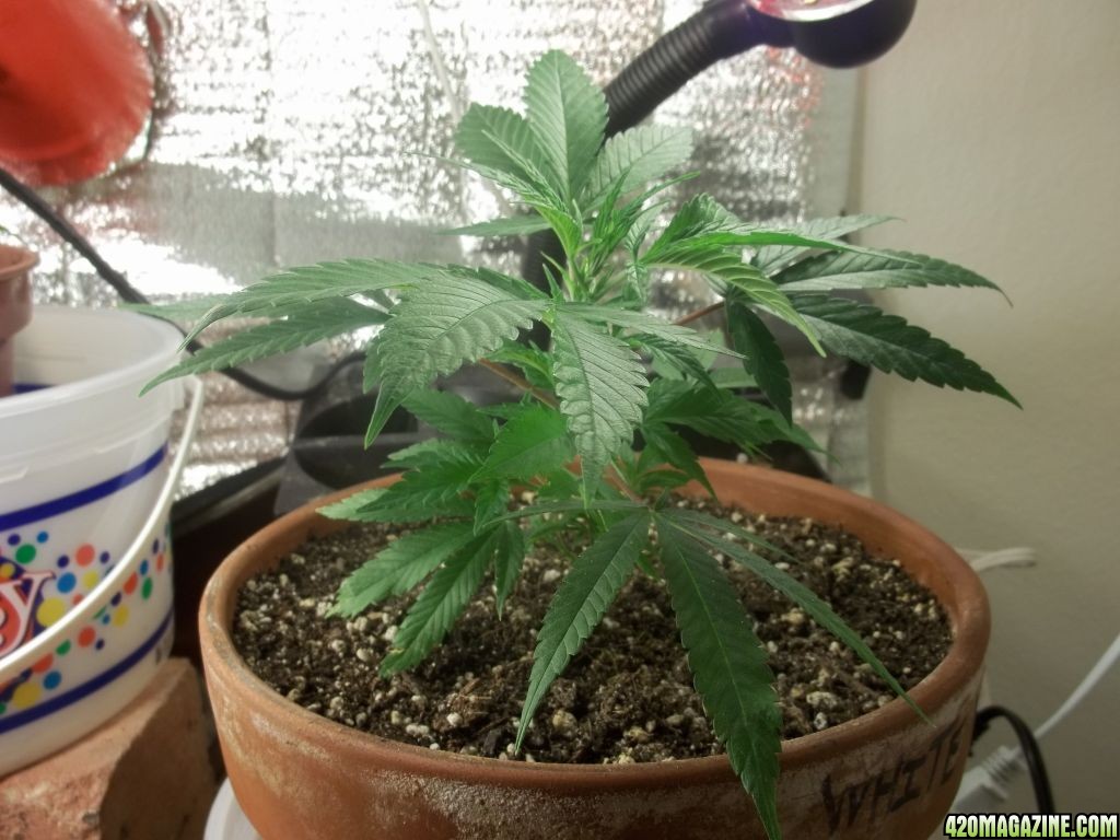 White Widow 13 days