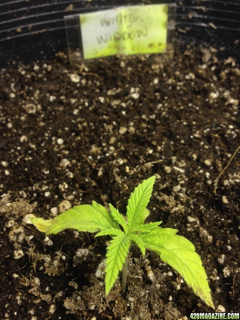 White Widow #2 at two weeks in 3 gallon pot