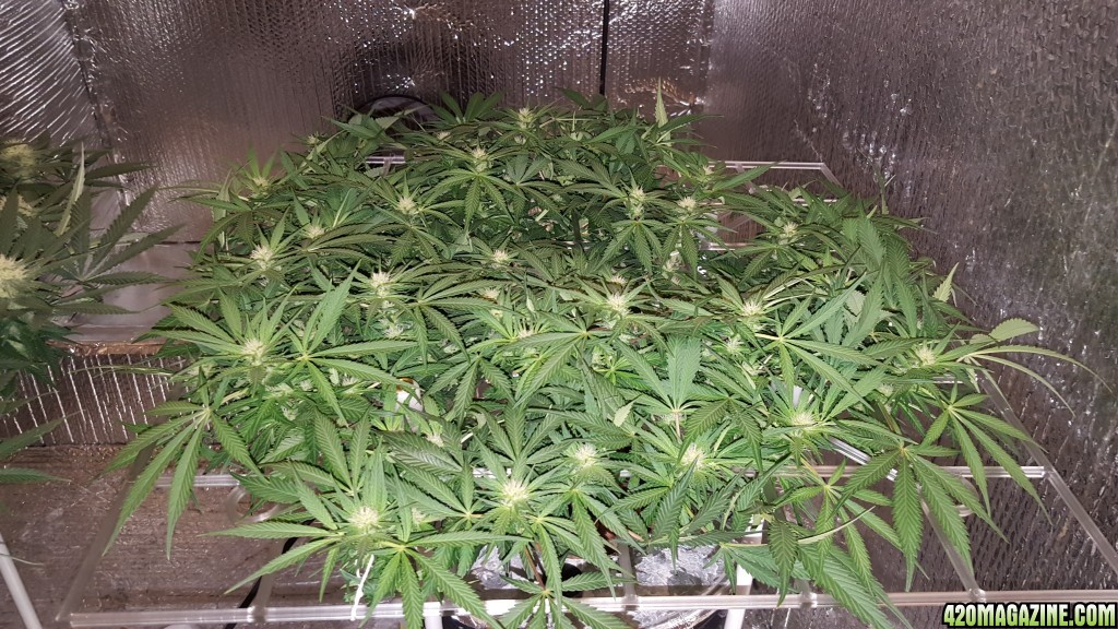 White Widow 2 in Portable ScrOG