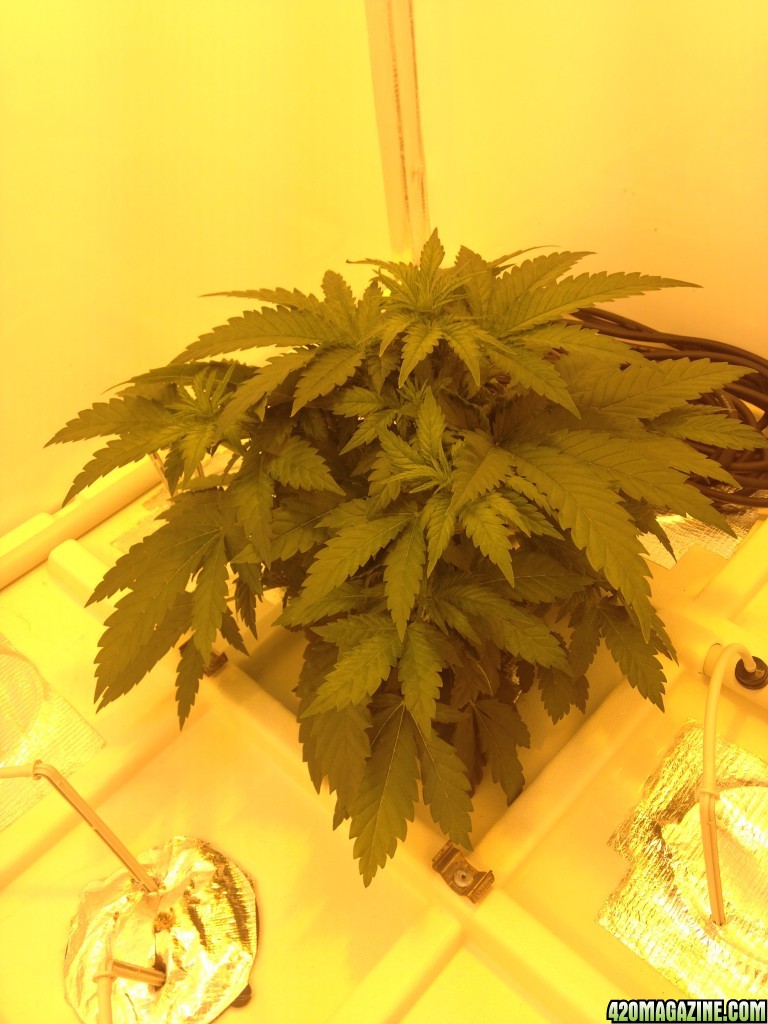 White Widow - 2 Plants in Producer Grow Box