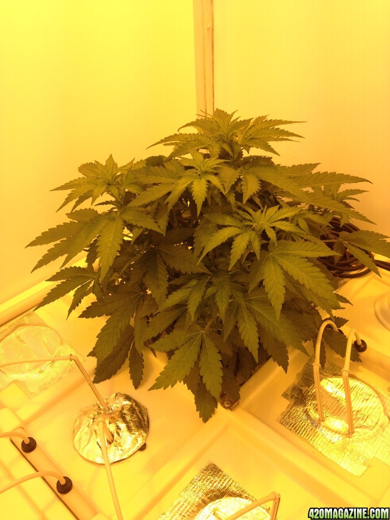 White Widow - 2 Plants in Producer Grow Box