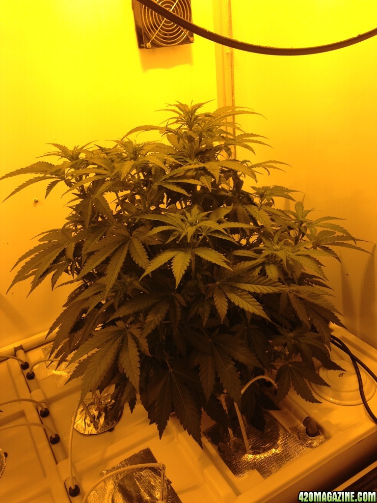 White Widow - 2 Plants in Producer Grow Box