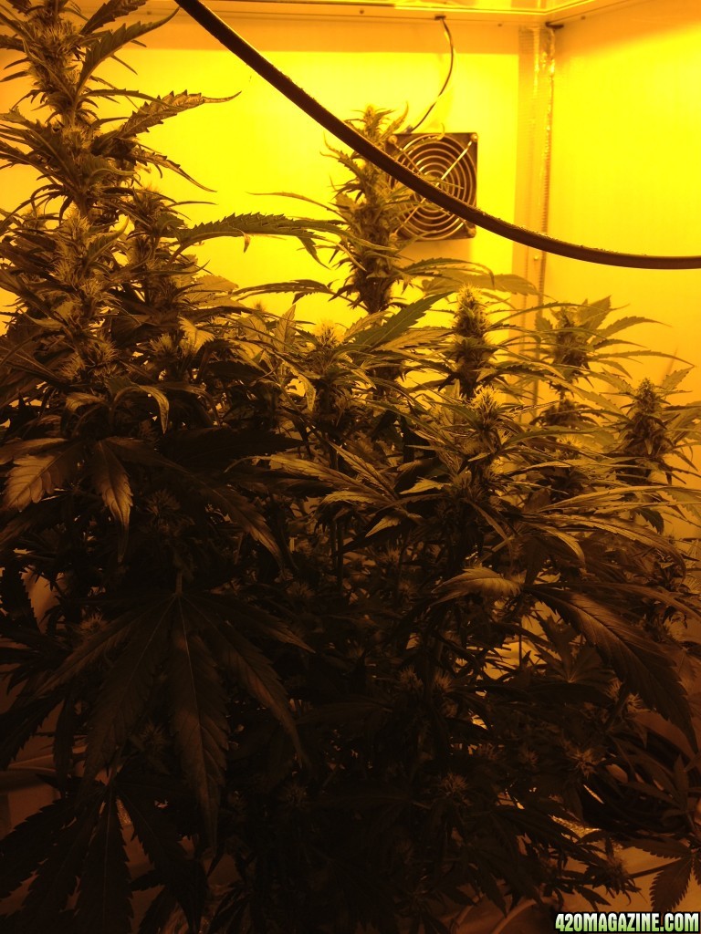 White Widow - 2 Plants in Producer Grow Box