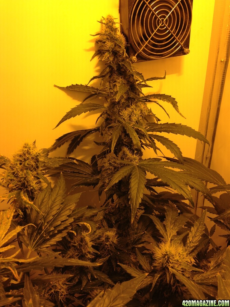 White Widow - 2 Plants in Producer Grow Box