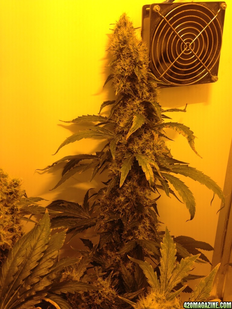 White Widow - 2 Plants in Producer Grow Box