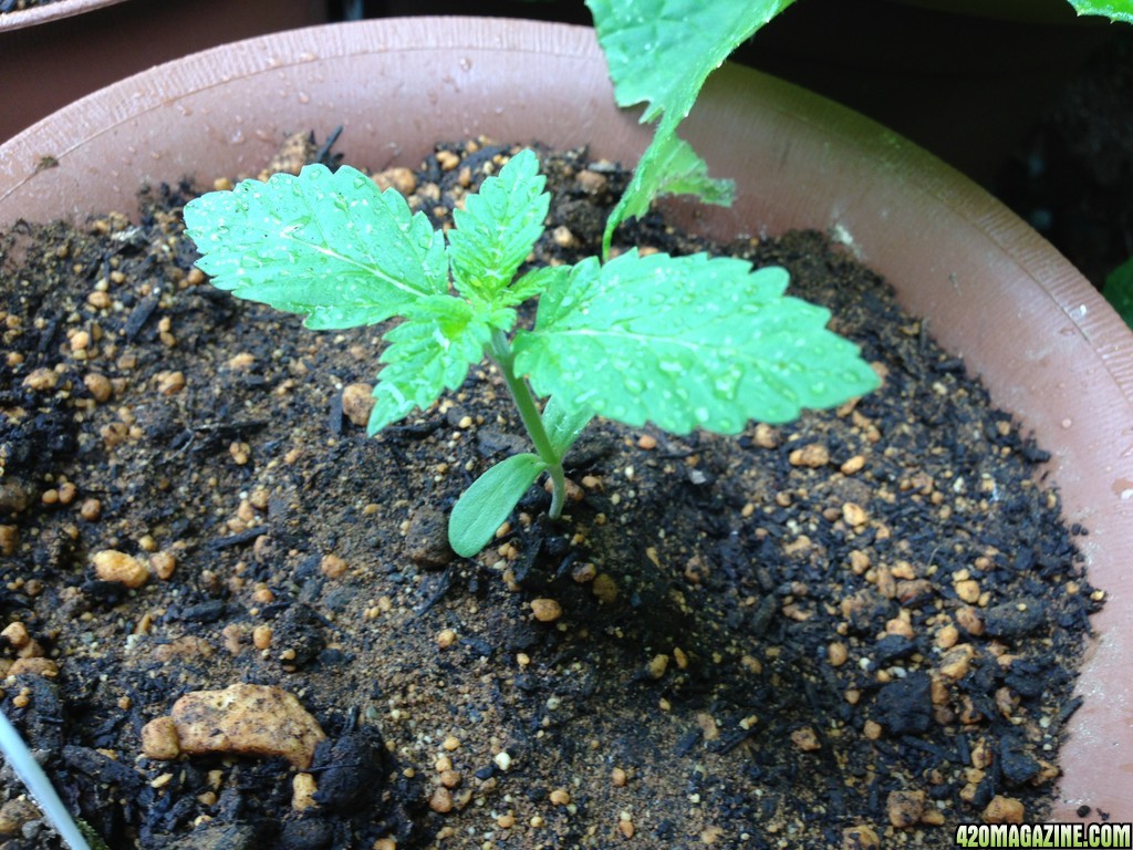 White Widow - 2 Weeks 3 Days