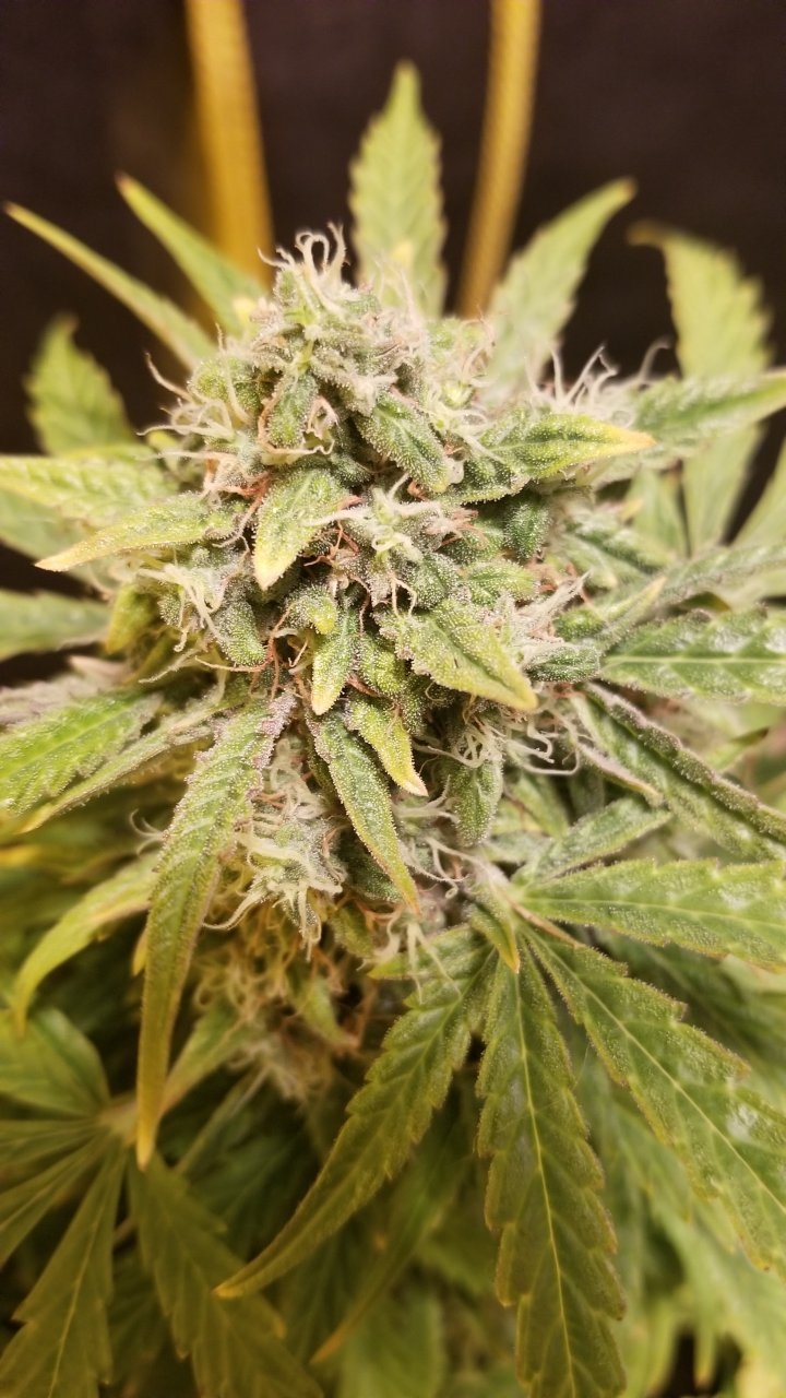 White Widow 3 cola day 36f.jpg