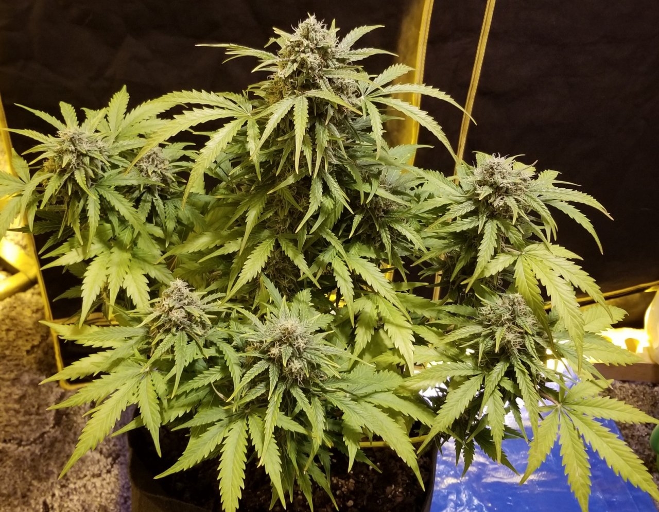 White Widow 3 day 36f.jpg