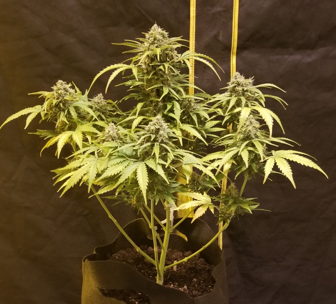 White Widow 3 front day 36f.jpg