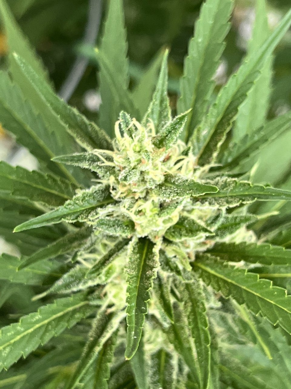 White Widow 9.2.23 bud 2