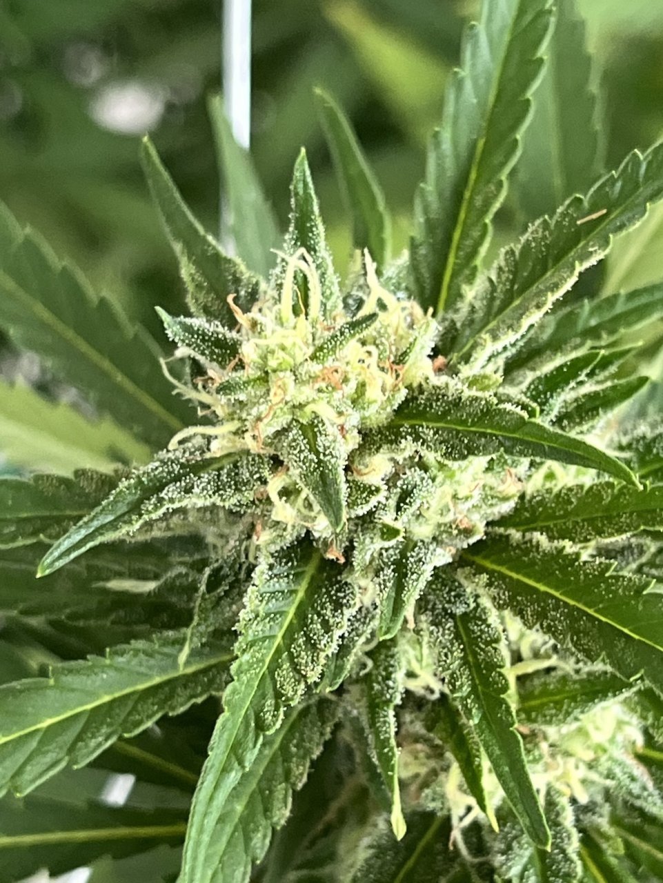 White Widow 9.2.23 bud 3