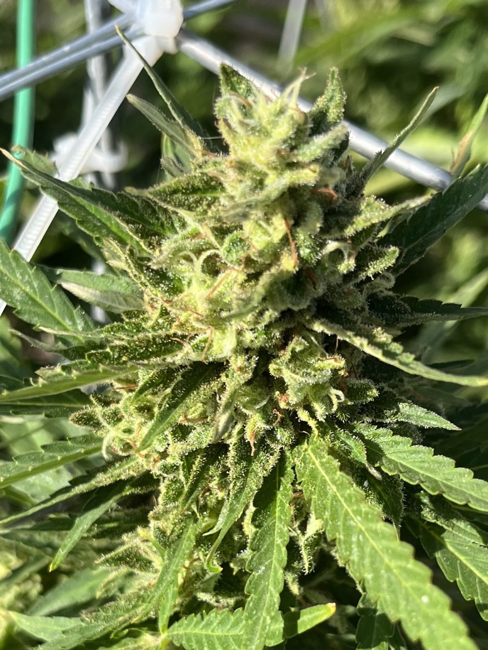 White Widow 9.22.23 top