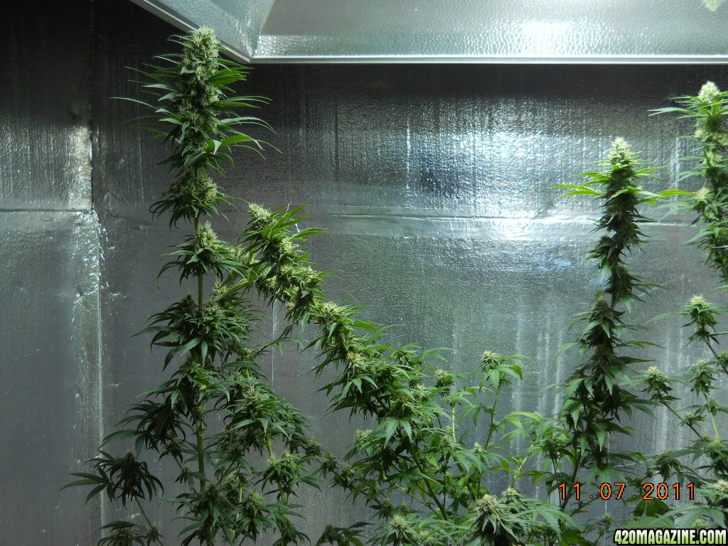 White Widow &amp; Wonder Woman  35 days