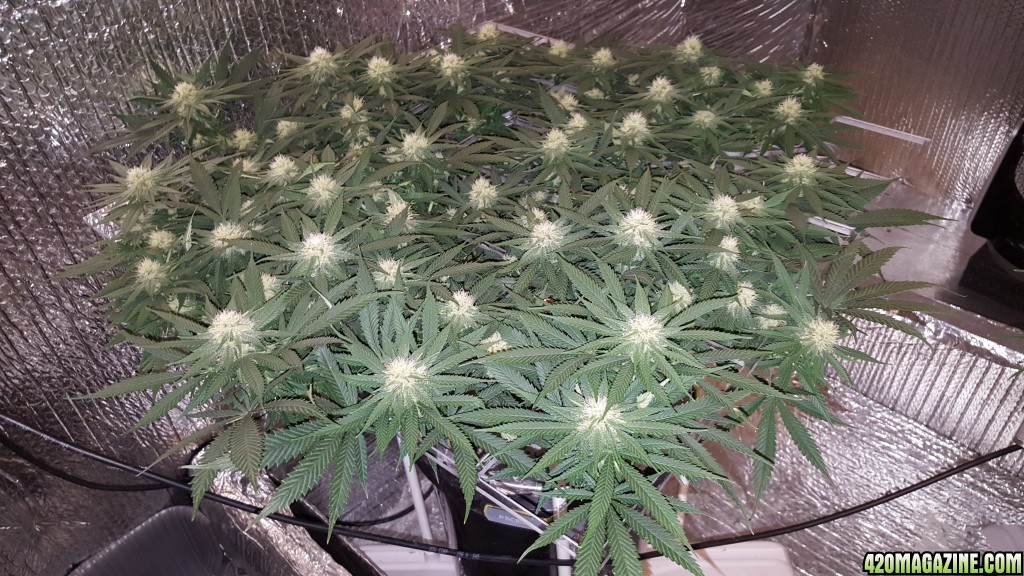 White Widow and Portable ScrOG