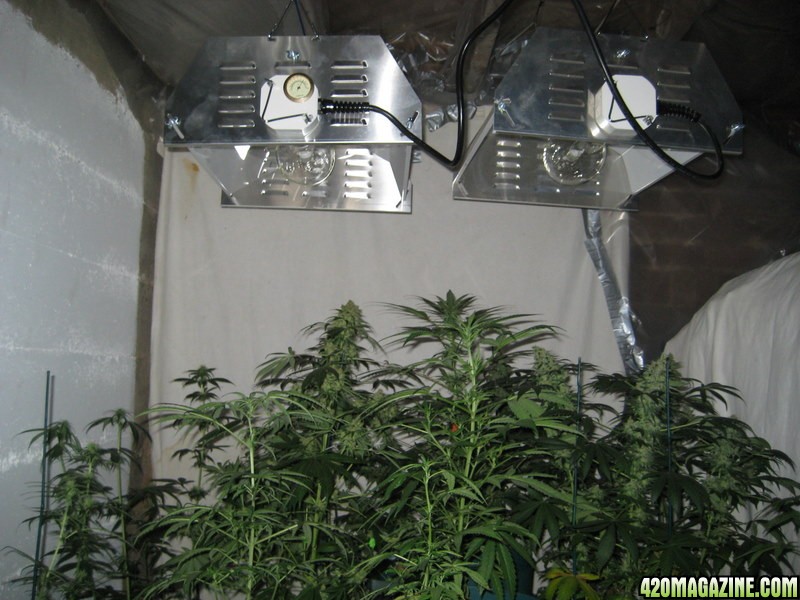 white widow, arjan's haze #3, red diesel, and columbian red haze flowering