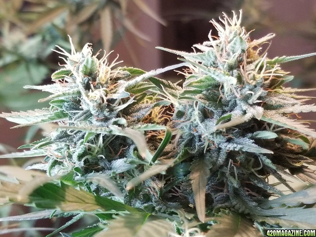 White Widow at 31 days into flowering.