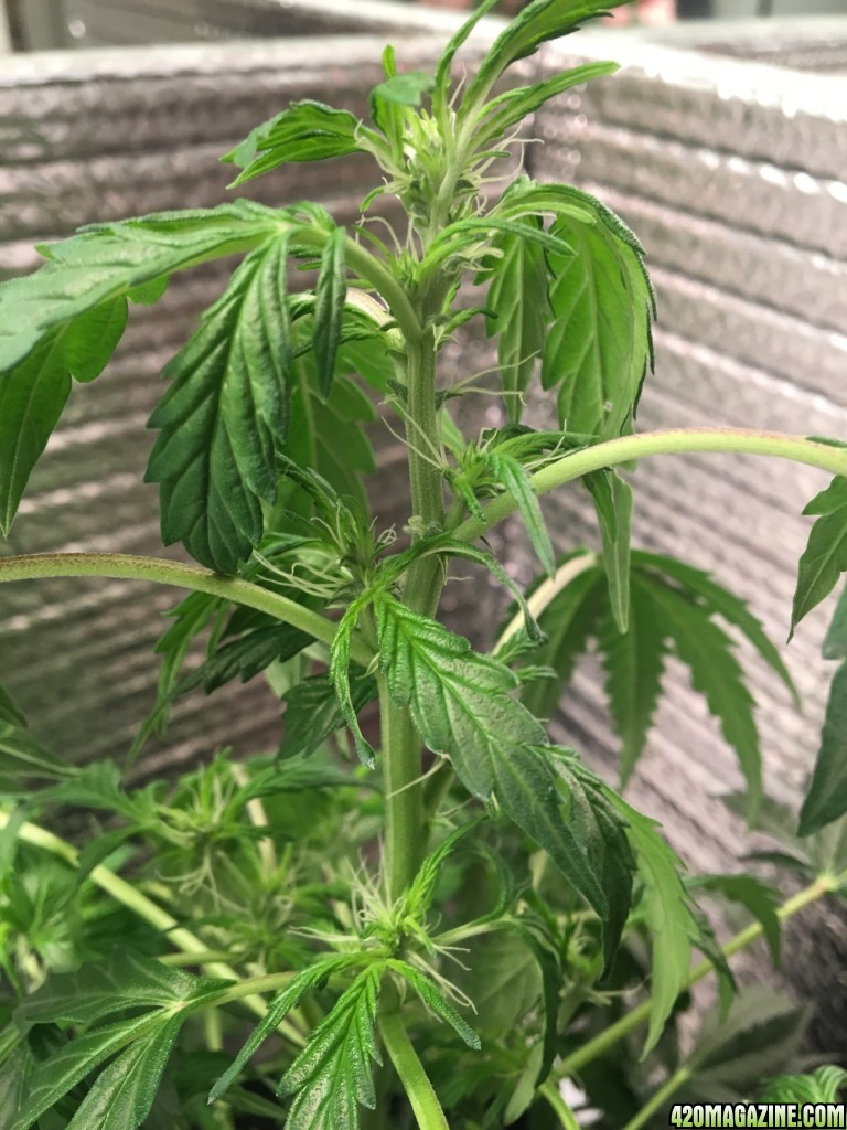 White Widow auto clone, day 34